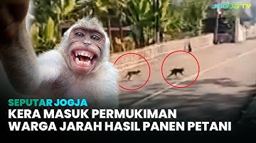KERA EKOR PANJANG MASUK PERMUKIMAN WARGA JARAH HASIL PANEN PETANI