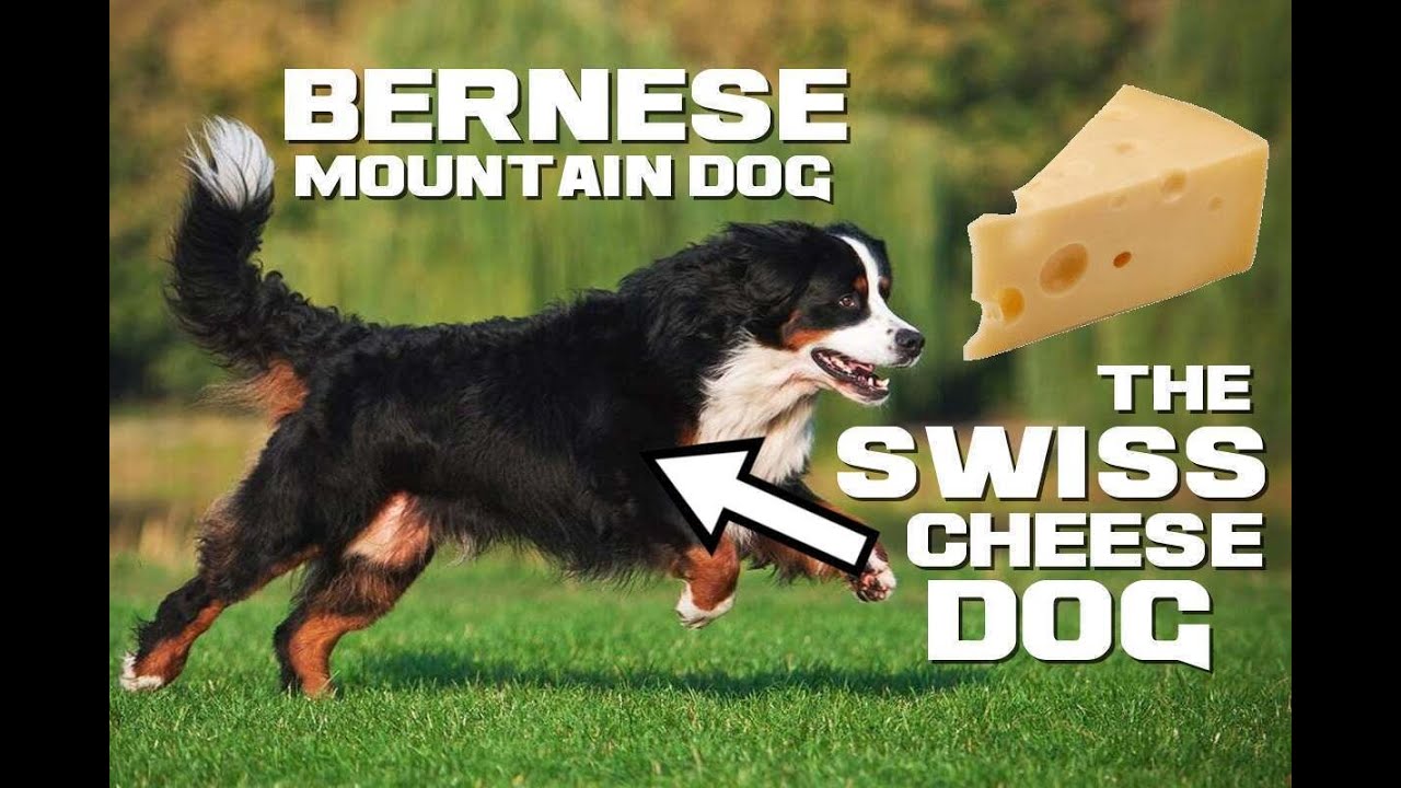 Bernese Mountain Dog Facts The Swiss Cheese Dog Animal a Day YouTube