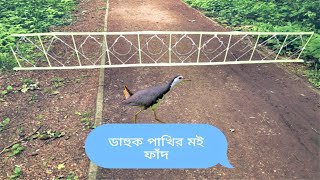 Can you ever seen this bird trap||ডাহুক পাখি ধরার সবচেয়ে সহজ ফাঁদ||মই ফাঁদ‍||