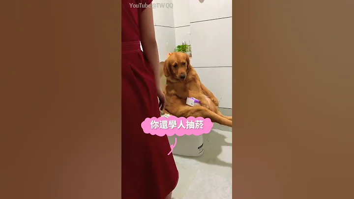 我的乖乖 狗狗都會上馬桶便便了 還不忘沖水 人性化了 - 天天要聞