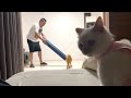 【4つの動画まとめ】お風呂に大きな猫がやってきた〜護身術〜