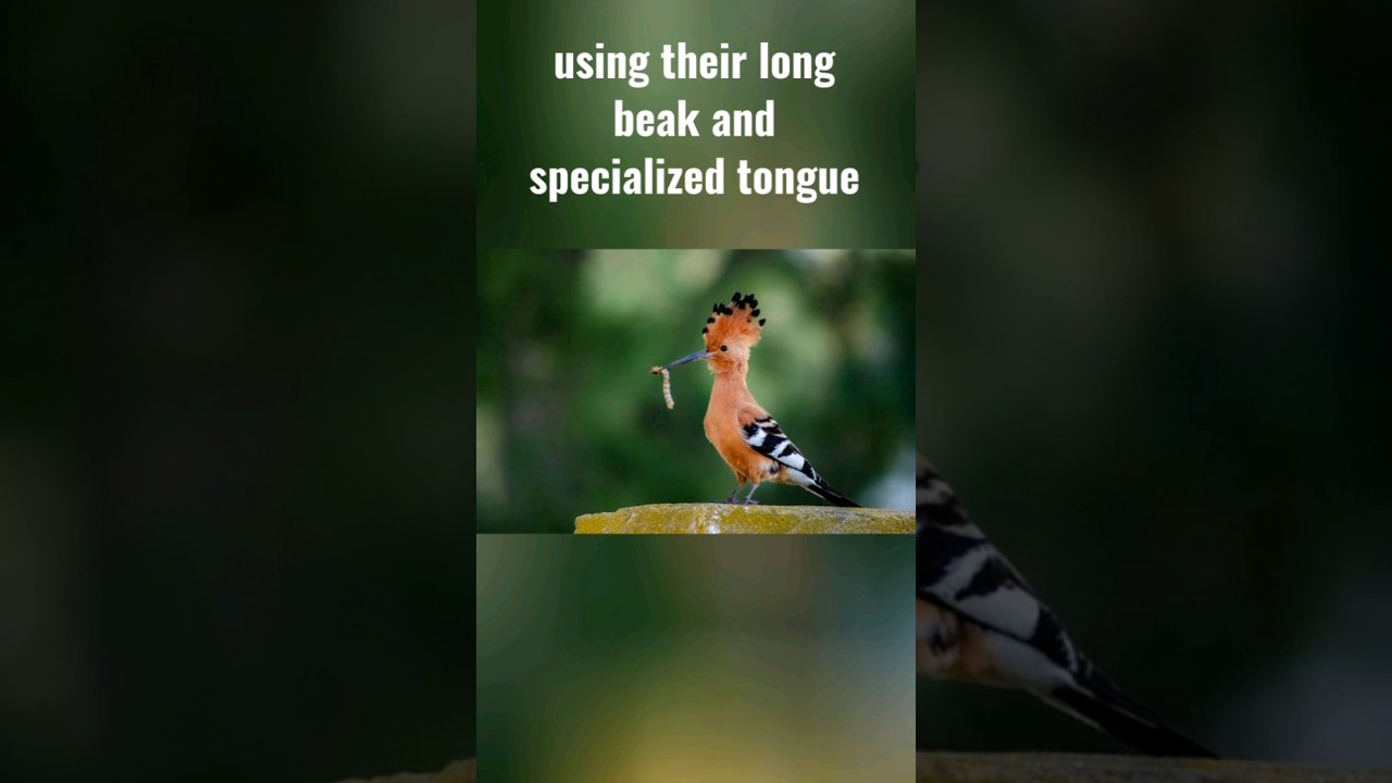 🌎🙏Interesting facts about the Hoopoe Birds🙏🌎💯🤔 