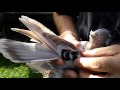 Ленинаканские голуби. Будущий чемпион