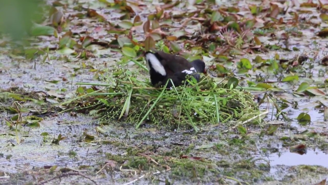 Moorhen nest building