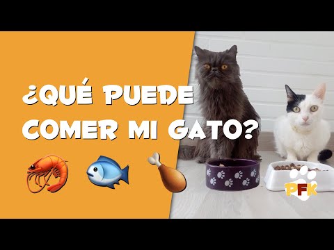 Video: Cómo Alimentar A Los Gatos Domésticos