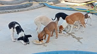 Feeding Rescue Abandoned Puppies/ Feeding Stray Dogs/ Animals Feeding Videos