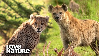 Cheetahs Vs Hyenas: Cubs in Danger as Rivals Face Off | Love Nature