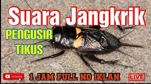 Suara Jangkrik 1 Jam Full No Iklan