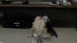 This is Riley, my 4 year old Shih-Tzu (pronounced sheed-zoo). He is...