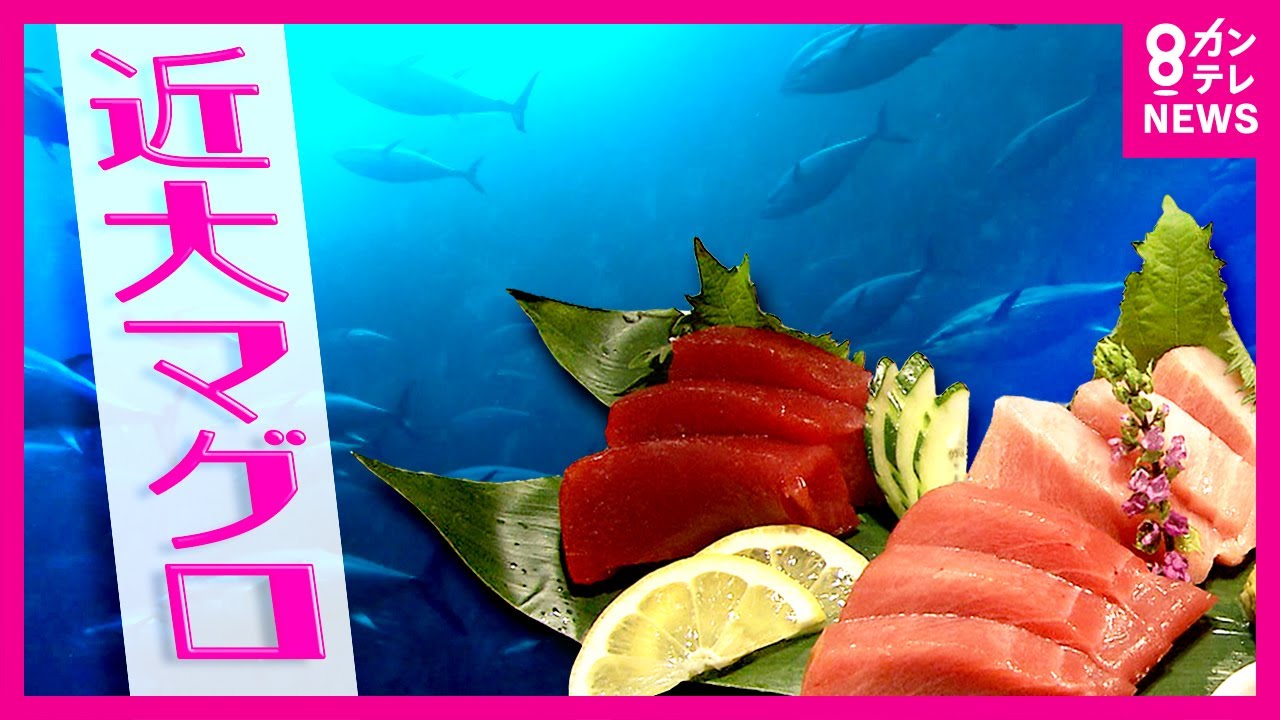「世界初」のクロマグロ完全養殖　初出荷から20年　近大マグロが切り開いた「養殖」の未来は〈カンテレNEWS〉