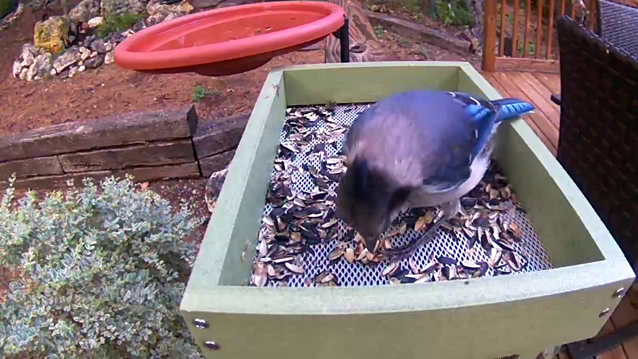 Blue Jay Identification: Black Crest