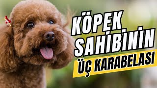 Köpeğim Neden Kapıya/Zile Çok Havlıyor?