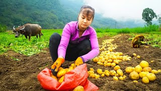 Harvesting A Lot Of Potato Goes To Market Sell  Grow Vegetable | Phuong Daily Harvesting