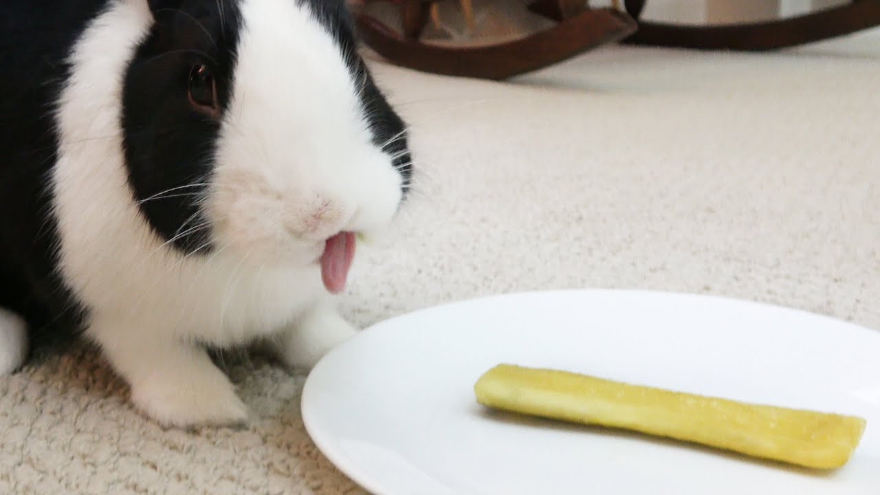 Can Rabbits Eat Pickles? Surprising Facts Unveiled