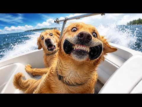 Try Not To LAUGH At These FUNNY ANIMALS 🤣 Most Chaotic Pet Moments Ever Recorded Online!!!! 2025