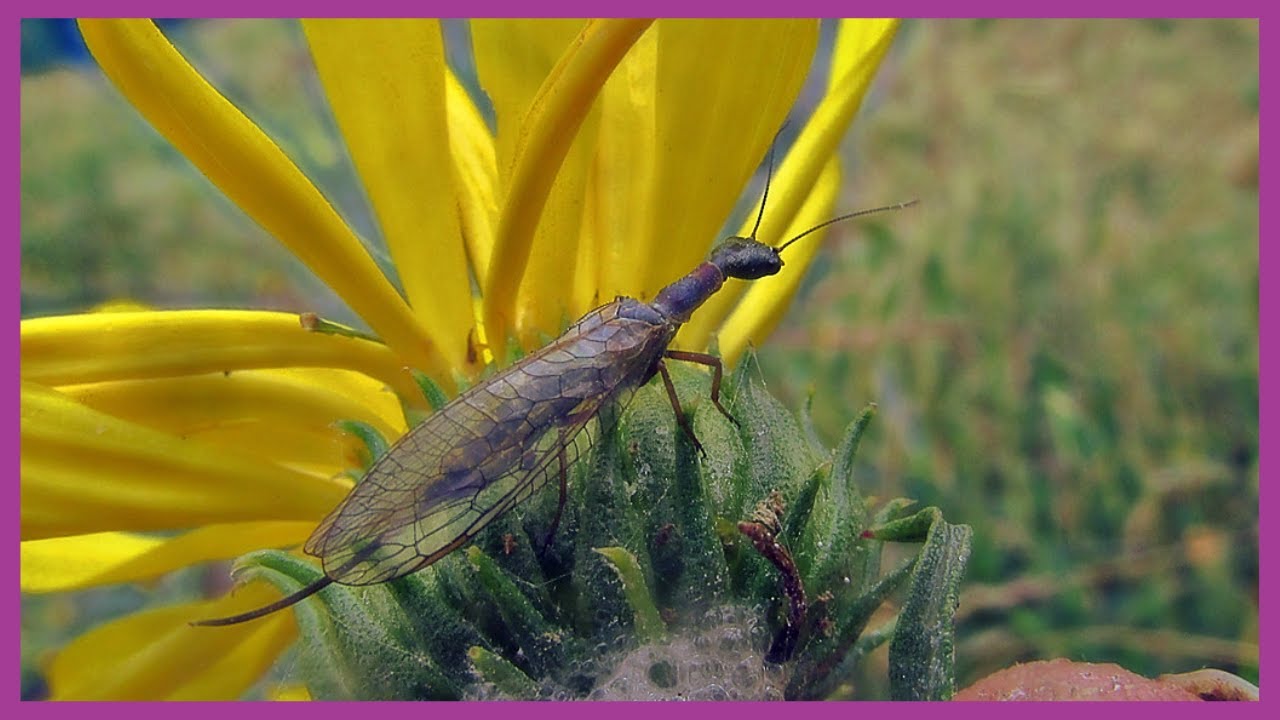 Snakeflies: The Most Bizarre Insect You’ve Never Heard Of!