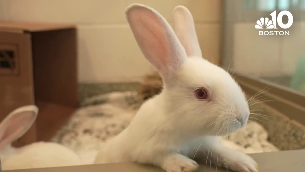 Point Boston Rabits Abandoned rabbits rescued at Belle Isle Marsh in East Boston - YouTube