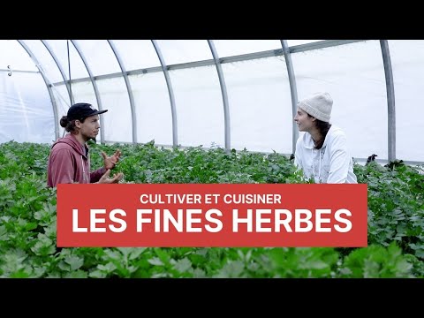 Comment cultiver et cuisiner les fines herbes - C'est plus qu'un jardin