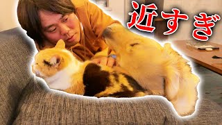 今までで一番近づいた？三毛猫のまりもとレトリバーのまる