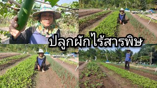 ปลูกผักไร้สารพิษ ผักกาด ผักหอม ผักสลัด บวบ ถั่วฝักยาว ประสบการณ์ดีมาก