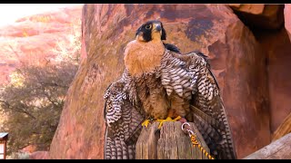 Falconry: Different ways to keep birds of prey