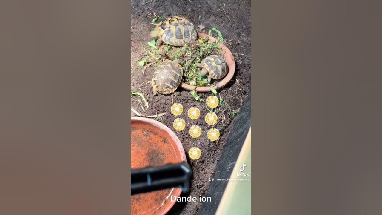 Tortoise treat day YouTube