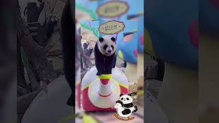 Panda🐼 #zoo #wildlife #shorts