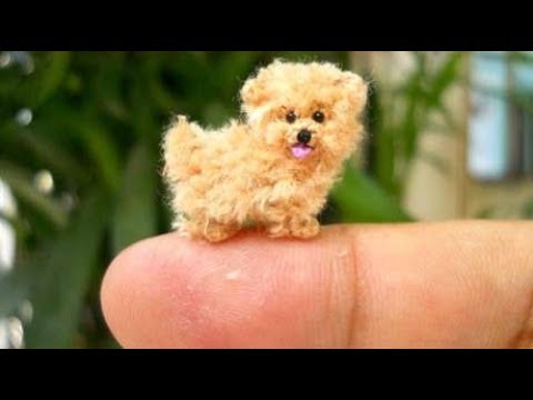 5种世界上最小的狗狗 你爱了吗 Youtube 5种世界上最小的狗狗 你爱了吗 Youtube