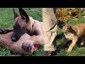 Belgian Malinois Puppies Are Not Normal!