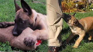 Belgian Malinois Puppies Are Not Normal !!!