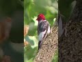Spotted! RARE Beautiful Red-Headed Woodpecker in PA 🔴👀 #shorts #wildlife