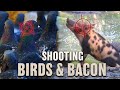 Hog & Bird Hunting with Air Rifles - "Birds and Bacon"
