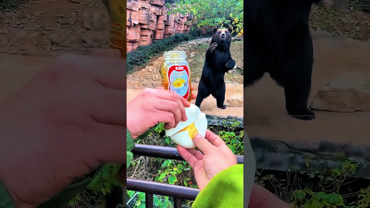 Mann brachte Honigbrötchen für Bär 🐻🥰 #Cute #AnimalLove