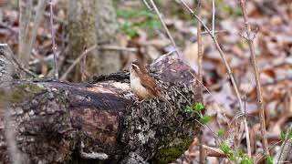 Carolina Wren