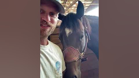 Muscle Scraping Techniques for Horse Rehabilitation: A Hands-On Tutorial