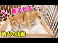 【柴犬 出産ドキュメンタリー】緊迫 子犬がなかなか出てこない出産 妊娠63日目の奇跡 season 9