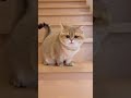 この猫、遊び方が天才!?見た瞬間、笑いが止まらないネコショート動画集6選 #funnyvideo #funnyanimals