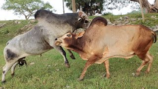 Bulls fighting(part 2) most exciting highlighted video