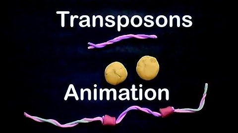 Transposons | cut paste transposons