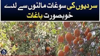 Beautiful gardens full of winter gifts malta - Aaj News