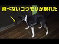 コウモリを食べるチャンスだけど、どうする？【雑種犬】