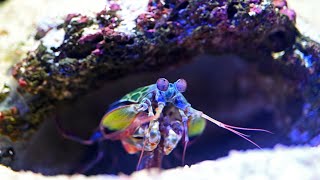 Udang mantis: pemburu kerang dengan tinjunya yang keras.