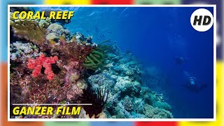 Coral Reef | Hd | Dokumentarfilm | Ganzer Film Auf Deutsch