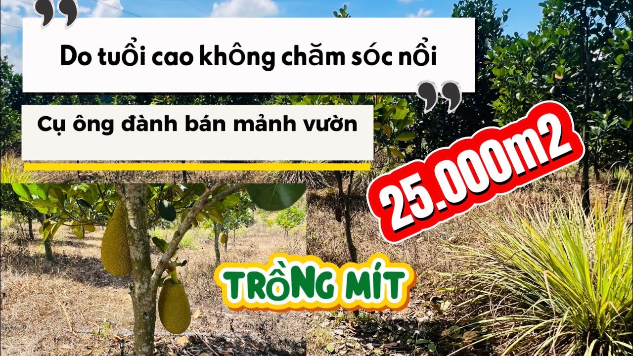 🌿 Bán 2,5 Hecta Đất Vườn Ngọc Định – Định Quán | 25.000m² Giá Chỉ 139 Triệu/1.000m² | Gần Quốc Lộ 20