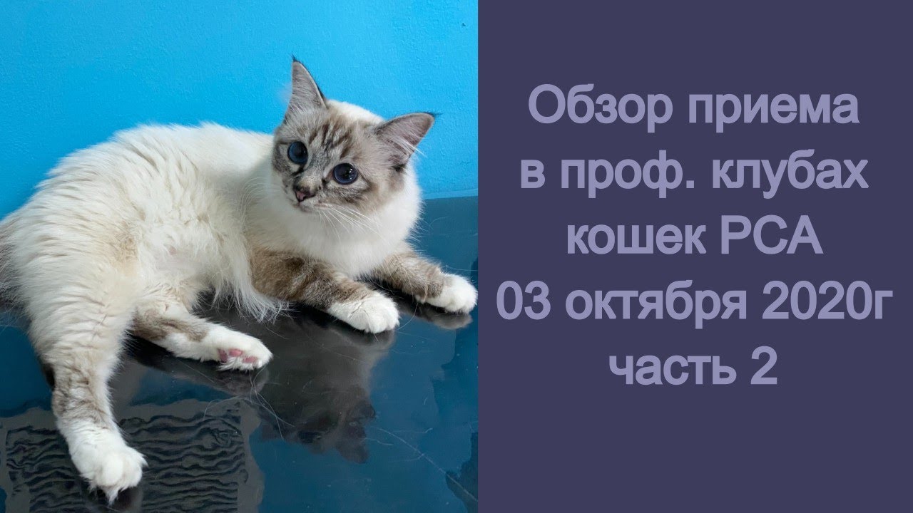 Прием в проф. клубах кошек PCA 03.10.2020 часть 2