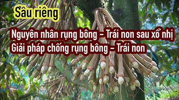 Nguyên nhân sầu riêng rụng bông, trái non sau khi sả nhị, giải pháp chống rụng bông, trái non.