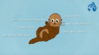 What is Cute? | Explainer | Ocean Wise