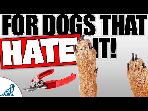 Video: Dog Nail Trimming: 3 cose che puoi fare così il tuo cucciolo non lo odierà