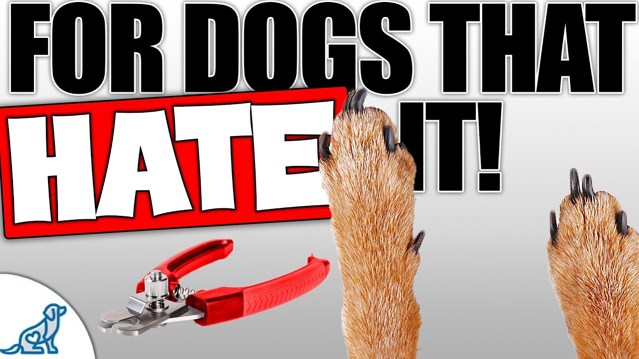 Nail Clipping For Dogs That Are STRESSED! YouTube