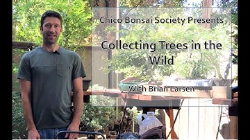 Yamadori Bonsai -  Collecting Trees from the Wild
